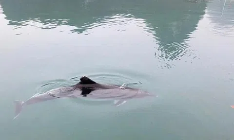 Cá heo tung tăng bơi lội trên vùng biển vịnh Hạ Long