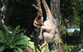 Trào lưu leo tượng chụp ảnh sống ảo: Thảo Cầm Viên Sài Gòn lên tiếng