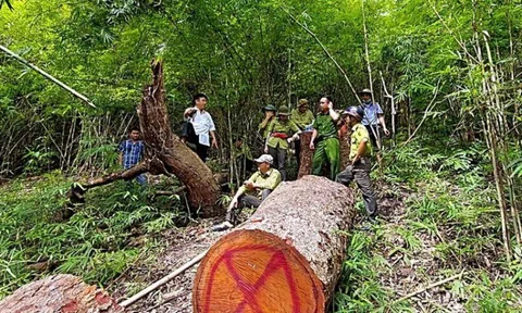Bình Thuận: Khởi tố vụ án hình sự 4 vụ việc liên quan đến đất rừng