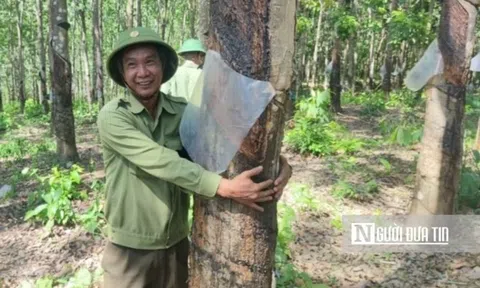 UBND tỉnh Gia Lai chỉ đạo xác minh 359ha cao su vô chủ trên đất rừng