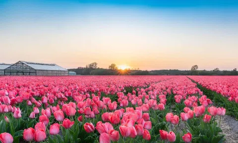 Người thủy thủ trả giá đắt vì ăn nhầm củ hoa tulip hiếm