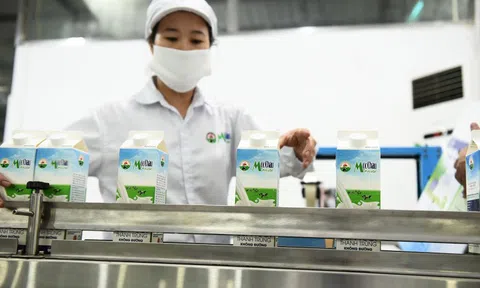 Lợi nhuận Mộc Châu Milk chạm đáy 4 năm