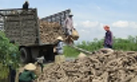Củ sắn giá rẻ 'bèo', đem xuất khẩu thu gần 400 triệu USD một quý