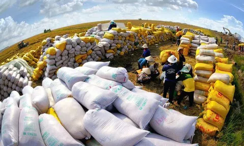 Kinh doanh bết bát, Gạo Trung An lỗ quý thứ tư liên tiếp