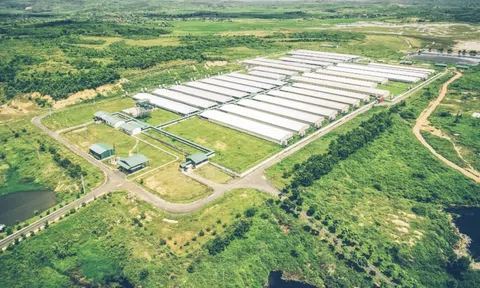 Một DN chăn nuôi Long An lãi 2.100 tỷ, vượt mặt nhiều 'đại gia' lớn