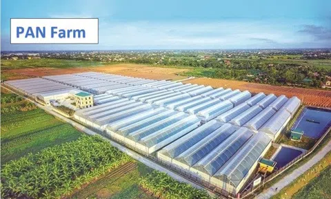 Một công ty con của Pan Group vay nợ ngân hàng tăng gấp 5,7 lần