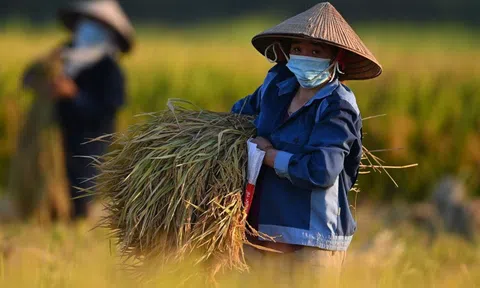 Từ 1/7, nông dân được vay 300 triệu đồng không cần thế chấp