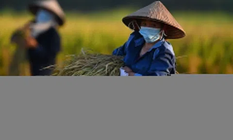 Từ 1/7, nông dân được vay 300 triệu đồng không cần thế chấp