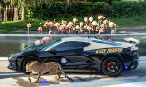 Cảnh sát tuần tra Florida 'khoe' dàn xe hiệu năng cao