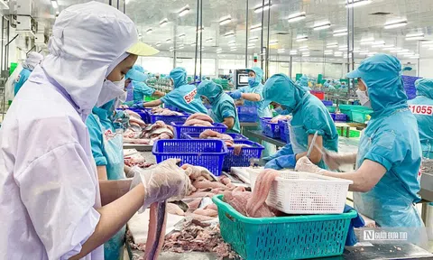 Lợi nhuận IDI khởi sắc nhờ doanh thu cá tra tăng vọt