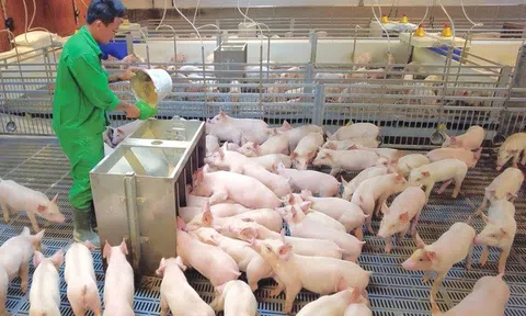 Doanh nghiệp chăn nuôi bứt phá ngoạn mục trong quý II/2025