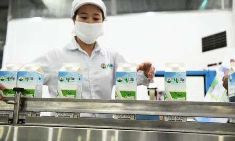 Quý chật vật của ngành sữa và ngoại lệ mang tên Mộc Châu Milk