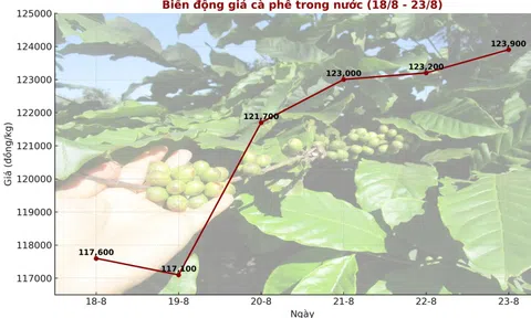 Giá cà phê hôm nay 24-8: Giá thế giới tăng phi mã, trong nước chững lại