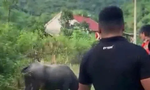 Đang đi chơi trên đường, bé gái 4 tuổi bị trâu húc tử vong