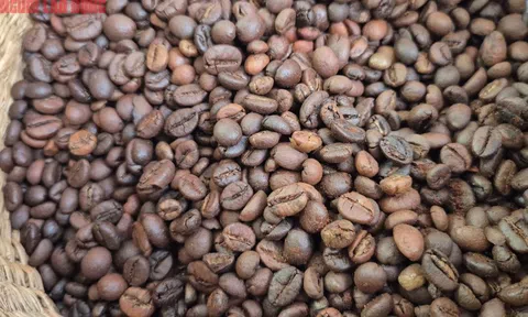 Giá cà phê hôm nay 27-8: Robusta tăng 5 phiên liên tục, cà phê Việt giảm thị phần tại Nhật