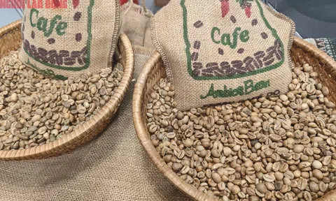 Giá cà phê hôm nay 28-8: Khó tin, Robusta tăng mạnh phiên thứ 6 liên tiếp