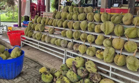 Giá sầu riêng tăng nóng, vì sao nông dân vẫn than khó xuất khẩu?
