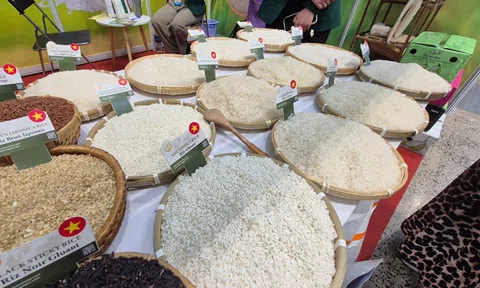 Lại lo đầu ra cho gạo