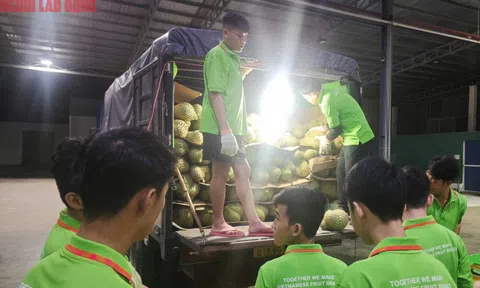 Các vựa sầu riêng thu mua xuyên lễ 2-9