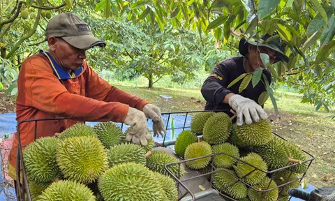 Sầu riêng tăng giá, xuất khẩu rau quả hồi phục