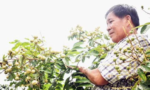 Lão nông miền Tây trồng nhãn 2 trong 1: Hạt lép, cơm vàng, làm cây cảnh cũng đẹp