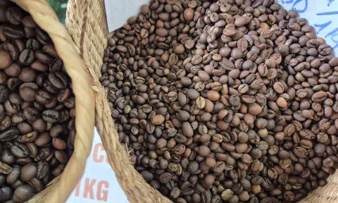 Giá cà phê hôm nay 8-9: Có tăng lại?