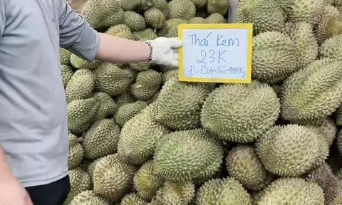 Giá sầu riêng rớt mạnh, nhà vườn tiếc hùi hụi vì không bán sớm