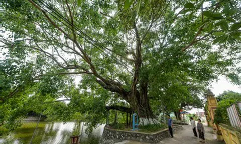 'Báu vật' hơn 900 năm tuổi ở Ninh Bình, hình dáng giống bàn tay 5 ngón xòe rộng