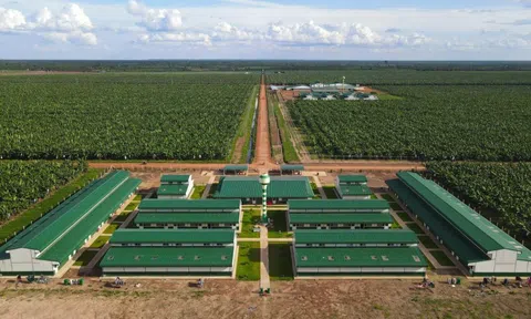 Thaco Agri báo lãi sụt giảm, nợ vay tăng vọt