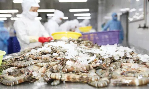 Xuất khẩu tôm Việt Nam vượt 2,9 tỷ USD với nhiều điểm sáng tại Trung Quốc và EU
