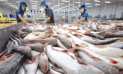 Doanh thu từ Mỹ và Trung Quốc lao dốc, Vĩnh Hoàn hụt đà tăng trưởng