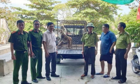 "Vị khách không mời" xuất hiện trong vườn nhà dân, hóa ra là loài quý hiếm