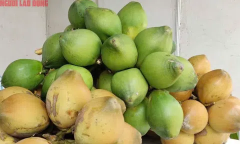 Điều gì khiến giá dừa tươi đột ngột giảm sâu?