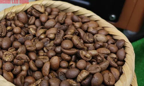 Giá cà phê hôm nay 15-10: Arabica tăng dữ dội