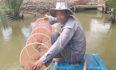 Miền Tây: Cua biển cột bằng dây nilon giá 450.000 đồng/kg