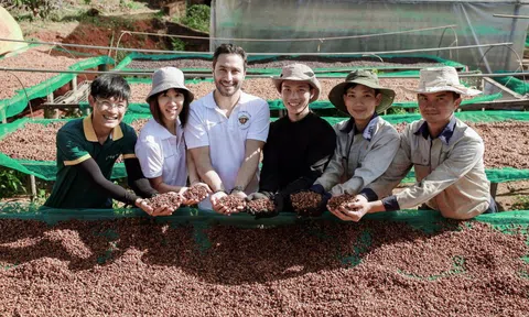 Giá cà phê lên đỉnh, trả công 1 triệu/ngày vẫn thiếu người hái