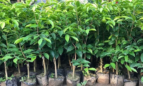 Quảng Trị: Công an cảnh báo về cây Kỳ Hải Nam