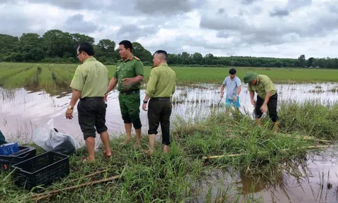 Xóa "ma trận" tận diệt chim trời