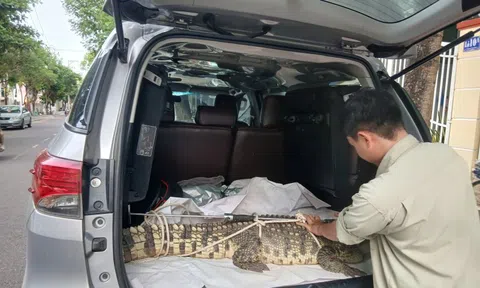 Cá sấu nặng hơn 50 kg “đi lạc” vào phố ở Gia Lai