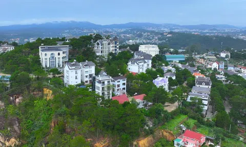 Làm rõ vụ mất 820 cây thông tại Khu du lịch Nam Hồ