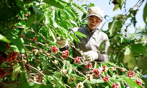 Vụ cà phê kết thúc "như mơ", nhưng...