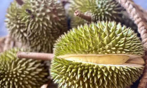 Đề nghị các phòng kiểm nghiệm Cadimi và Vàng O trong sầu riêng chạy hết công suất
