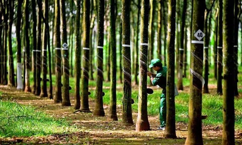 Thị trường Campuchia mang lại “mùa vàng” cho Cao su Tây Ninh (TRC)