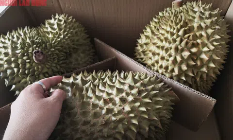 Giá sầu riêng hôm nay 20-10: Sầu riêng hết mùa, khan hiếm sao giá bất ngờ giảm sâu?