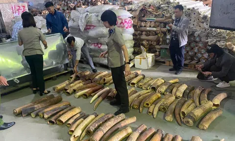 Phơi bày thủ đoạn "rửa" nguồn gốc động vật hoang dã