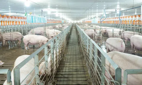 Lợi nhuận BAF lao dốc trước áp lực chi phí và giá heo