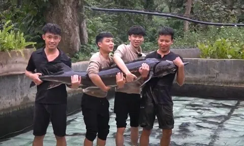 Cá tầm "15 năm tuổi" lớn nhất Việt Nam sắp được chào bán