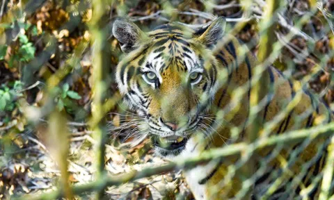 Đề xuất chuyển giao đàn hổ 9 con về Vườn thú Hà Nội