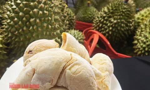 Giá sầu riêng hôm nay 24-10: Giá rẻ, nhiều nơi tập trung mua cấp đông