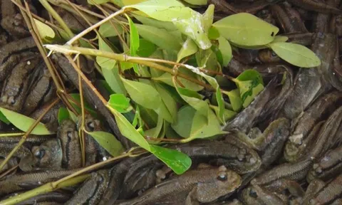 Giá nông thủy sản miền Tây: Loài cá biết leo cây ở Cà Mau hơn 300.000 đồng/kg